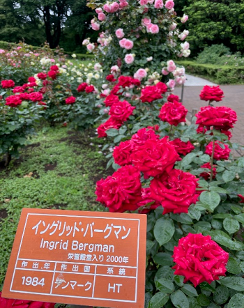 20230523ふかの5.png