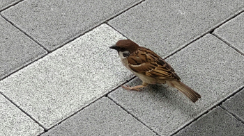 20230725みやした.png